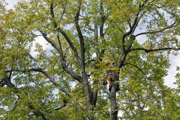 Fennville, MI Tree Removal Services Company